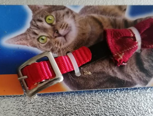 Katzen-Halsband mit Glocke